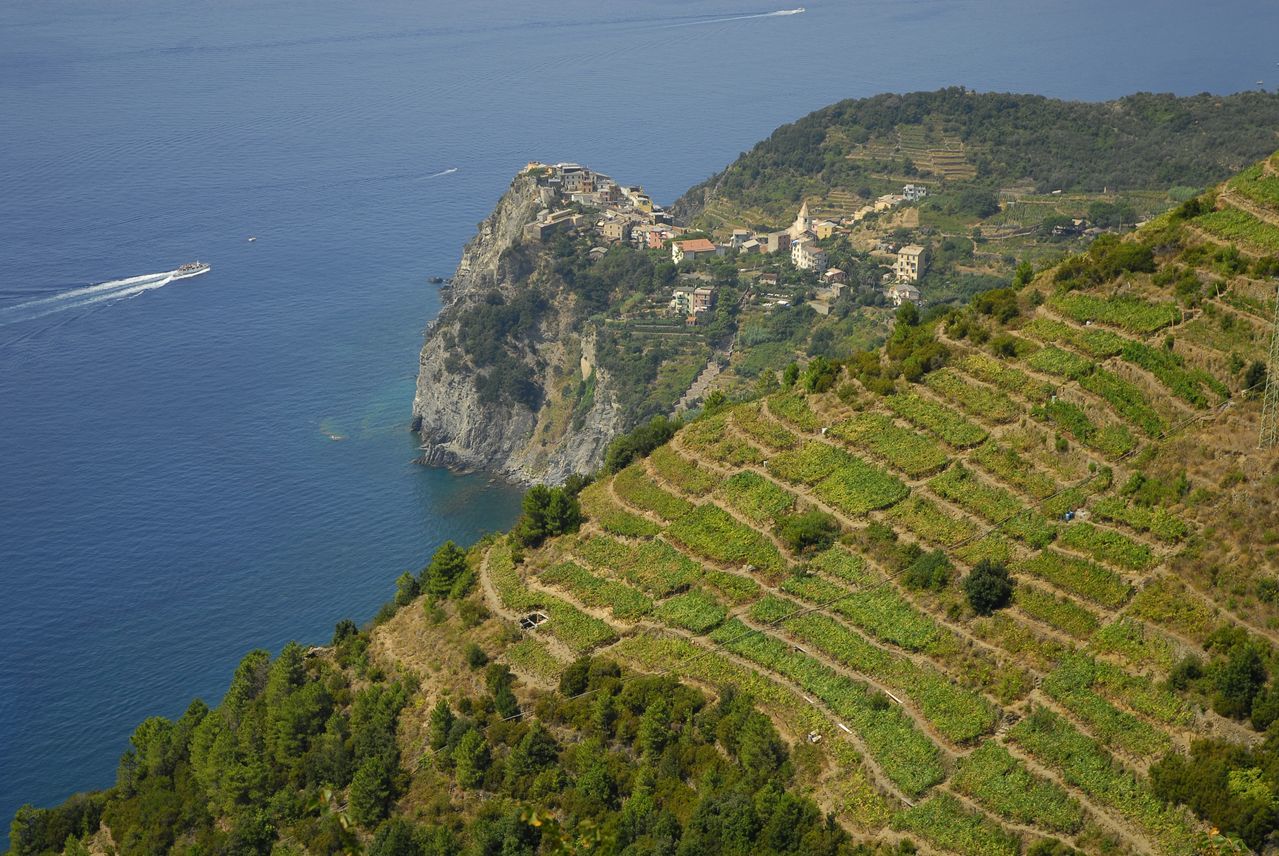 vignoble accroché au dessus de la mer